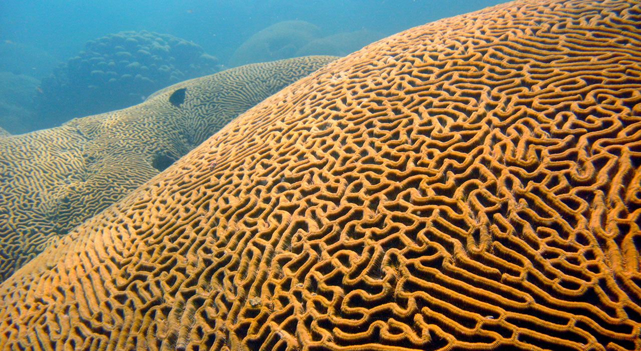 Buceo Arrecifes de Coral