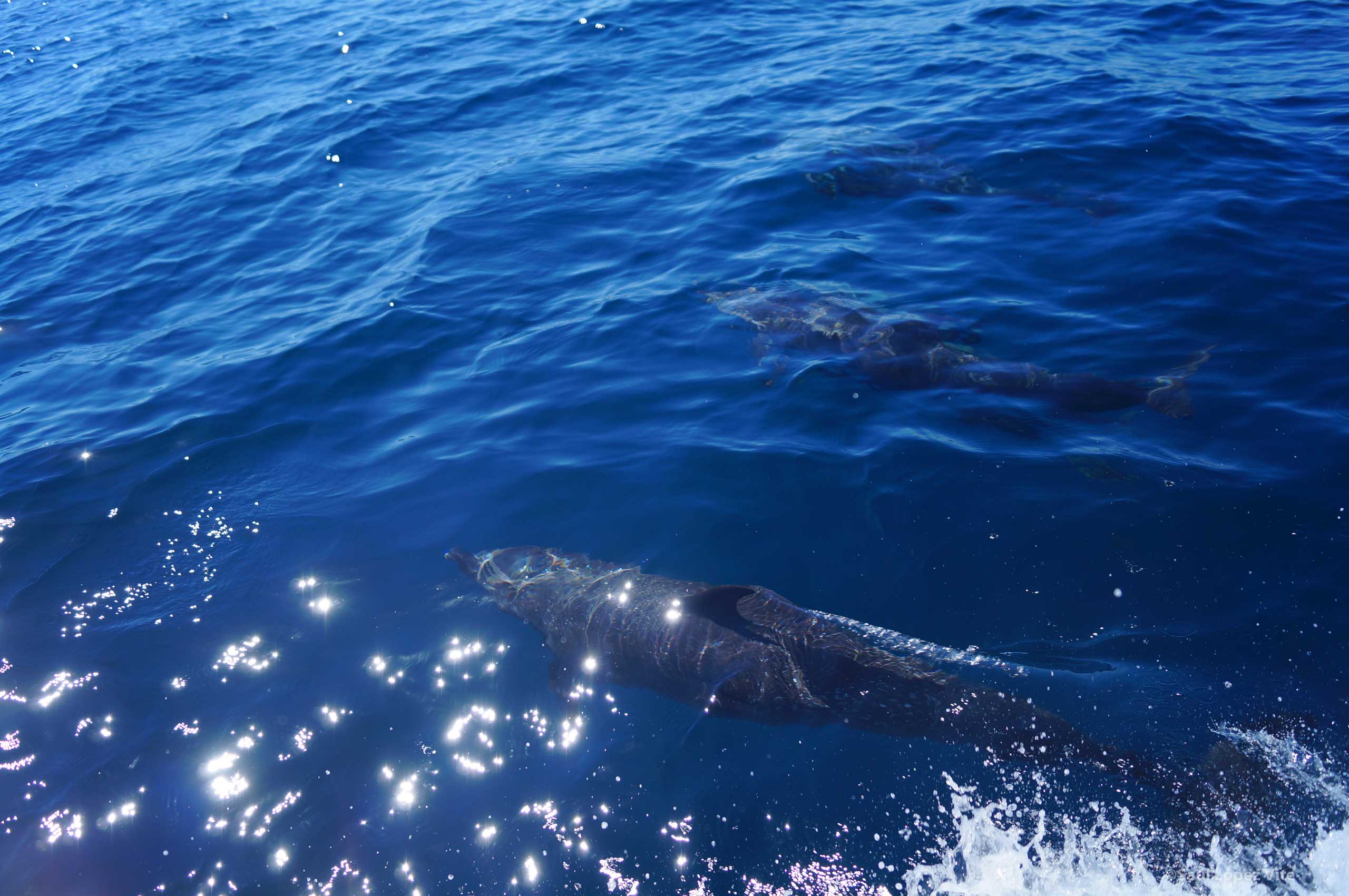 Grupo de buceo