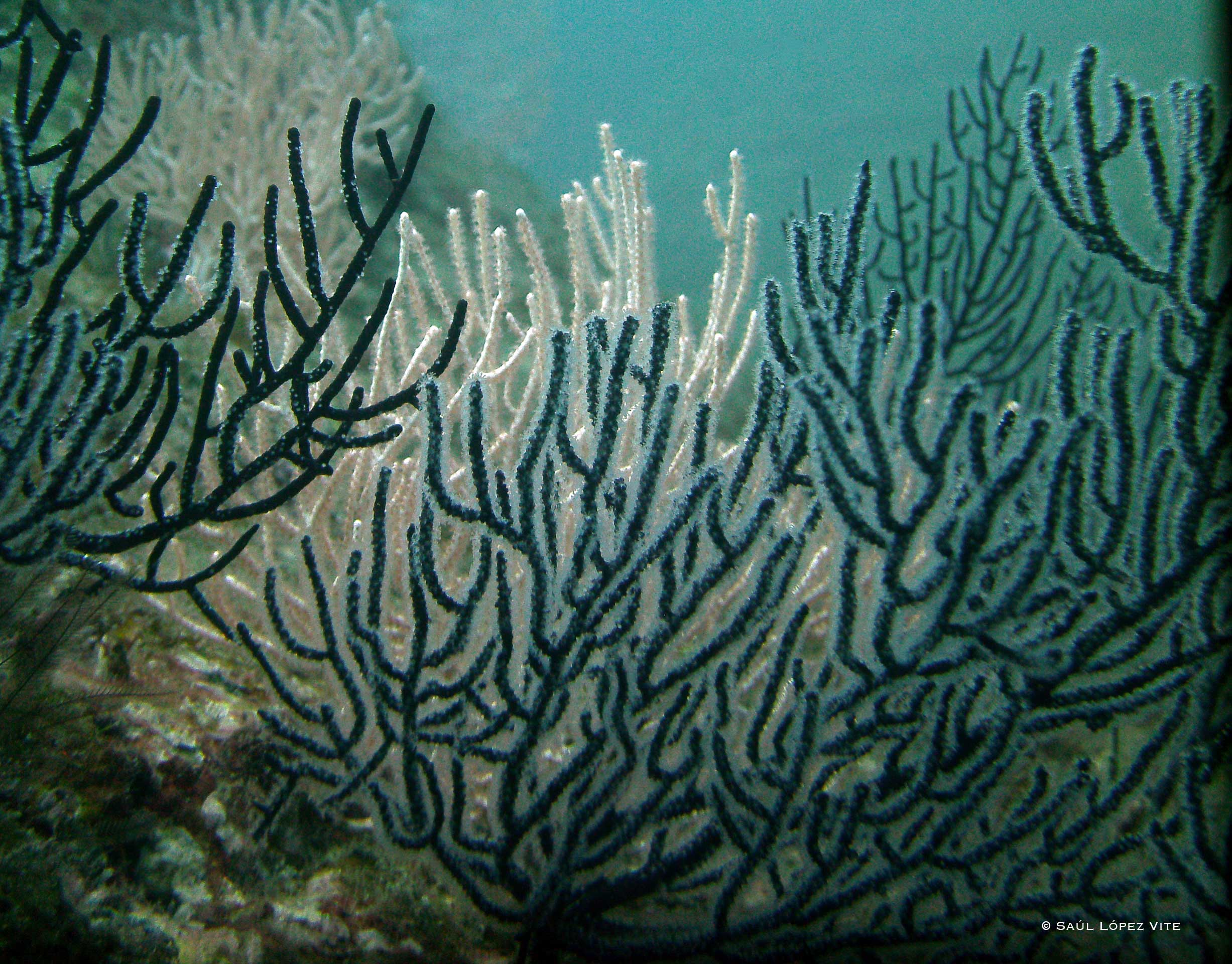 Práctica de buceo