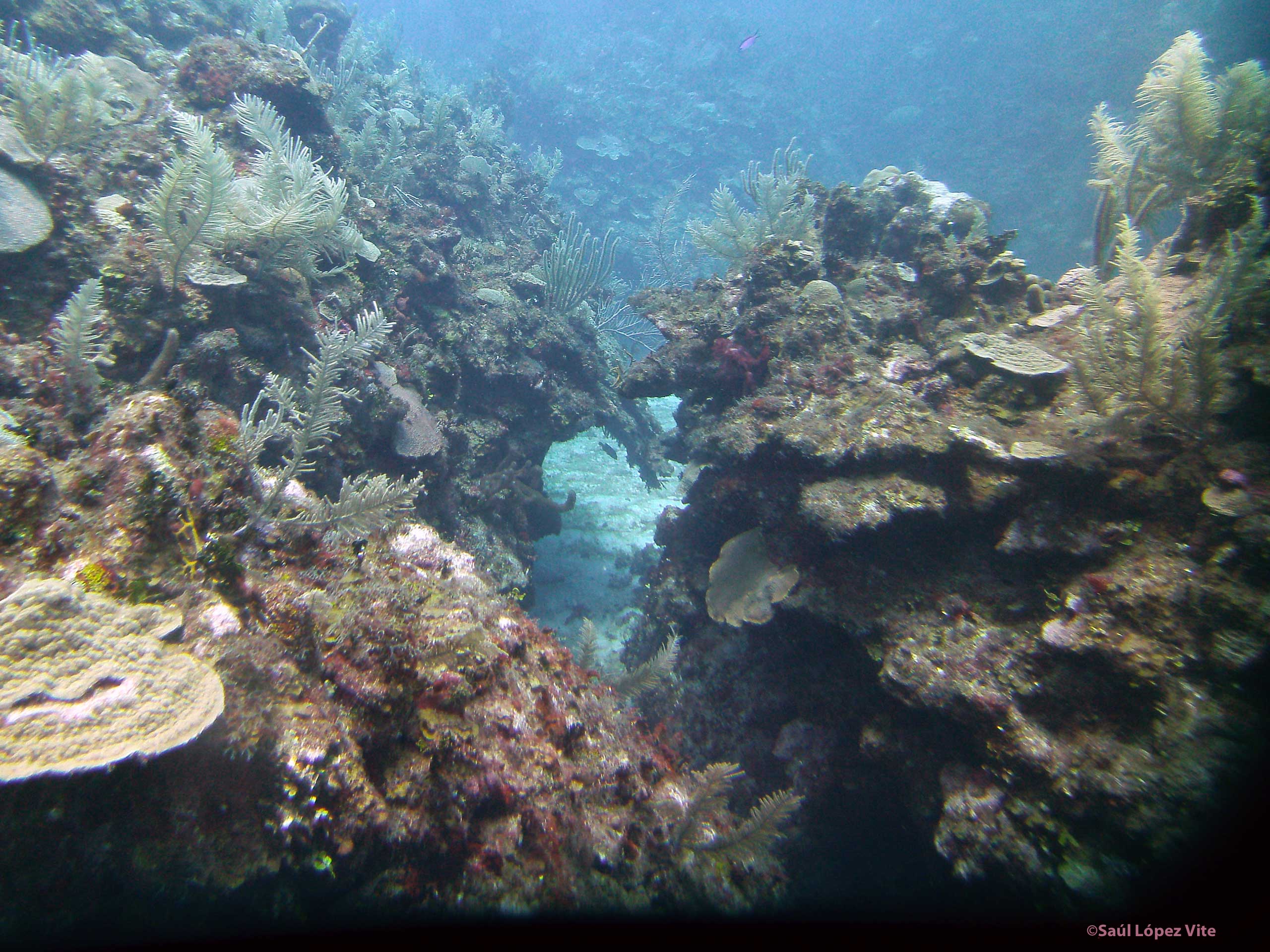 Buceo en expedición