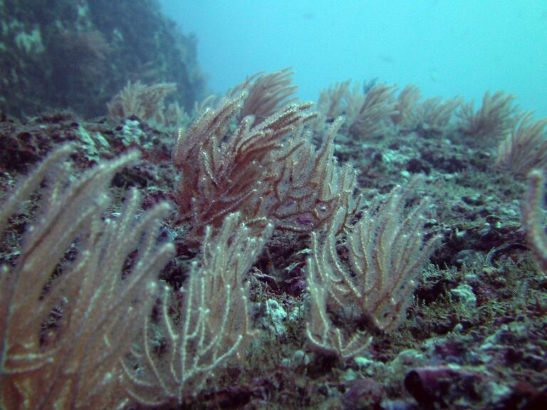 Prácticas de buceo