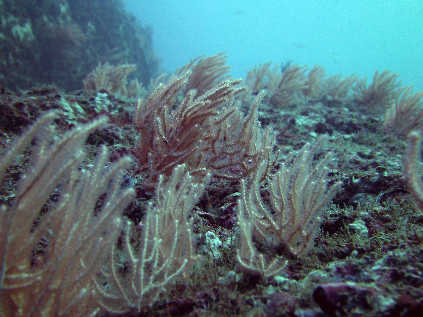 Prácticas de buceo